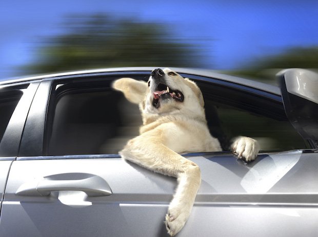 dogsincars4.jpg