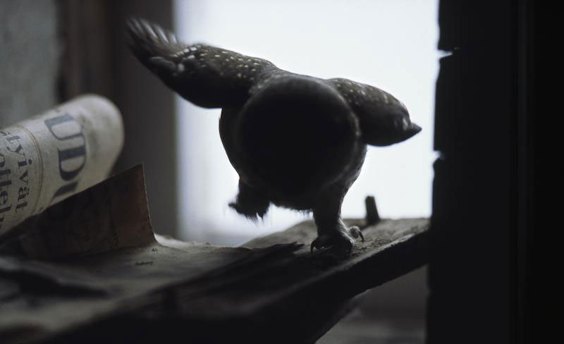 abandoned-house-in-finland-overtaken-by-animals-kai-fagerstrom-1.jpg