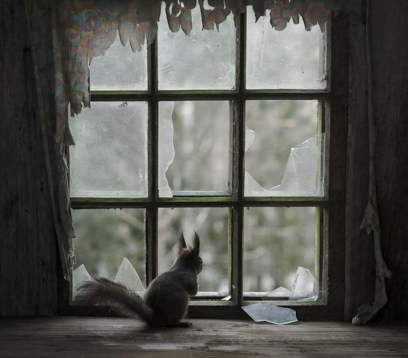 abandoned-house-in-finland-overtaken-by-animals-kai-fagerstrom-2.jpg