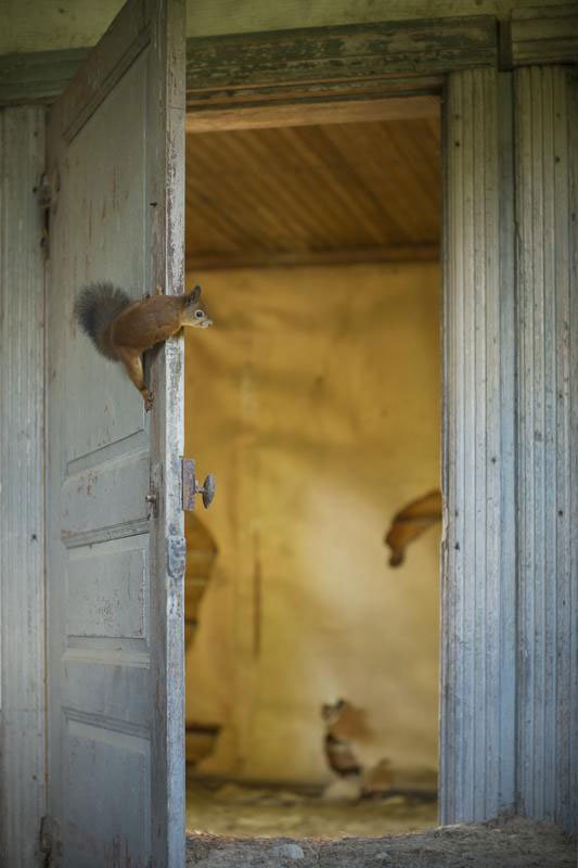 abandoned-house-in-finland-overtaken-by-animals-kai-fagerstrom-5.jpg
