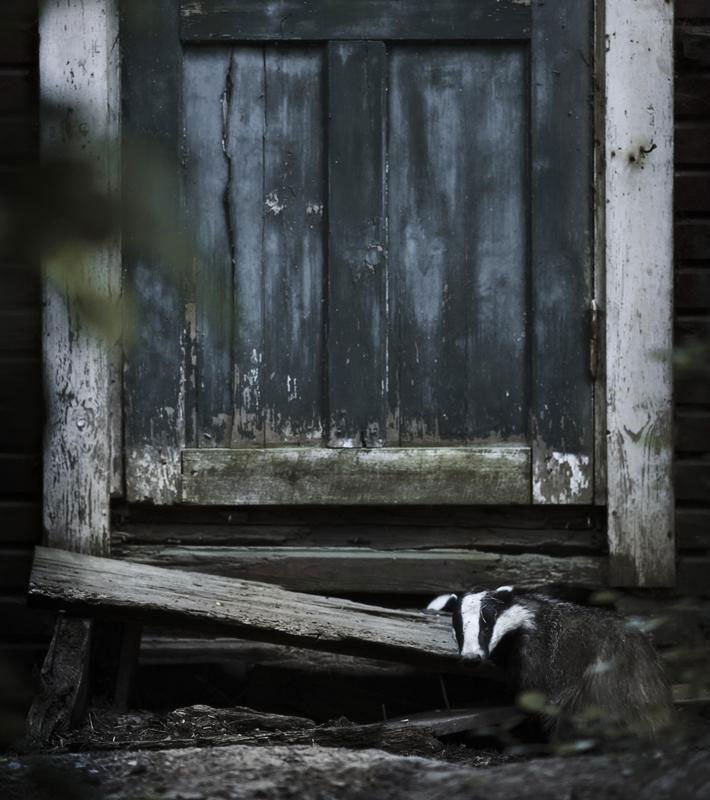 abandoned-house-in-finland-overtaken-by-animals-kai-fagerstrom-7.jpg