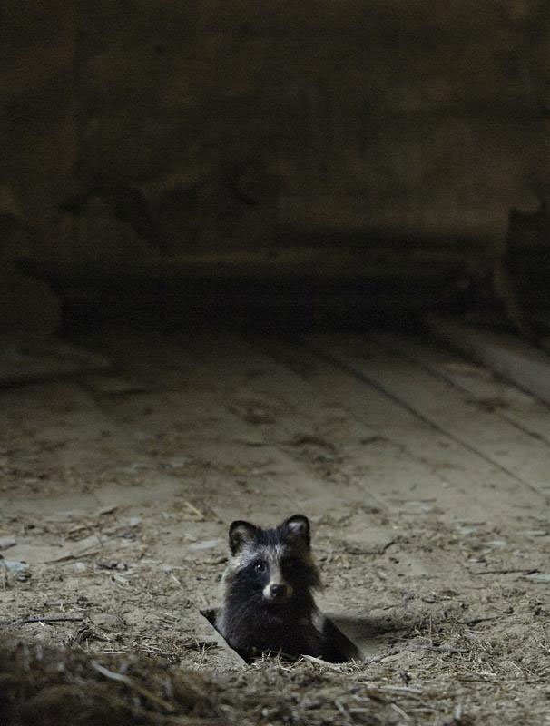 abandoned-house-in-finland-overtaken-by-animals-kai-fagerstrom-9.jpg