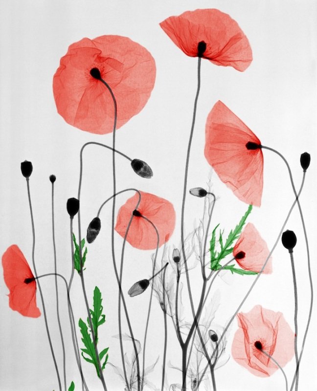 Poppies.jpg