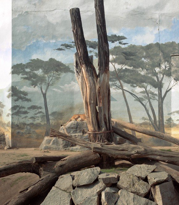 zoolandscape-jakub-skokan-lion-580x662