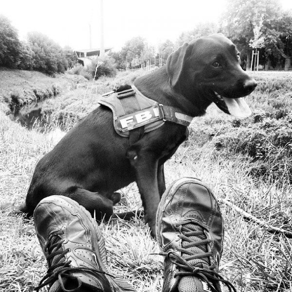 Chili a család kutyája nem maradhatott le a képekről. Alig bírta ki azt a fél percet amíg a kép elkészült, azonnal kellet neki egy hűsítő ugrást tenni a folyóba.