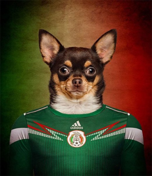 Dogs-of-World-Cup-Brazil-2014-9-600x690