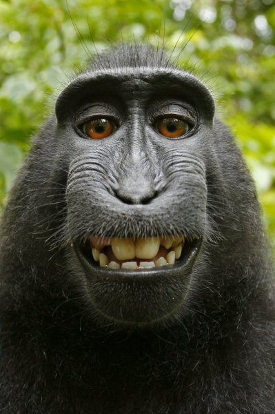 Macaca_nigra_self-portrait_rotated_and_cropped[1]